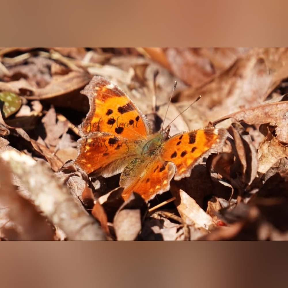 4x6 Original Nature Photography Of Comma Butterfly Sunbathing On Leaves